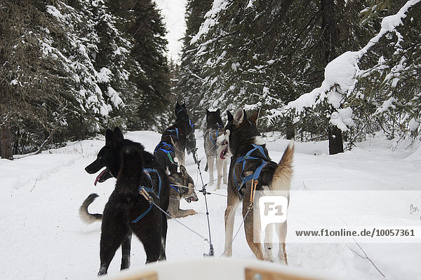 Schlittenhunde im Schnee  Fairbanks  Alaska