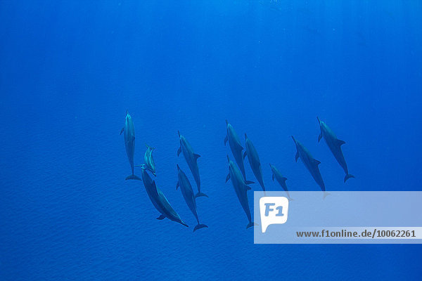 Schwimmende Delphine  Draufsicht  Hawaii  USA