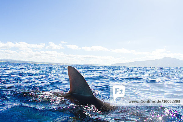 Haie schwimmen  Flosse aus dem Wasser  Hawaii