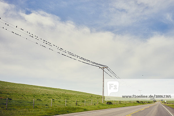Blick auf den Highway 1 und eine große Gruppe von Vögeln auf Telegrafendrähten  Big Sur  Kalifornien  USA