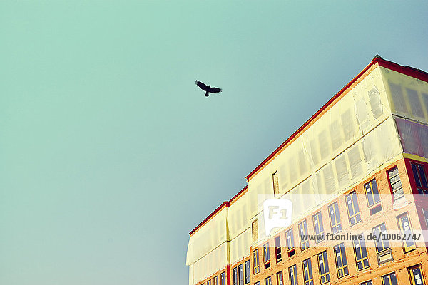 Silhouette eines Vogels  der über einem im Bau befindlichen Gebäude mit blauem Himmel fliegt.