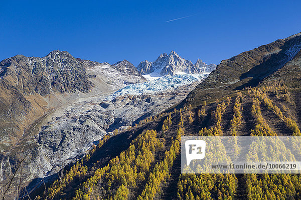 Glacier du Tour mit dem Aiguille du Tour im Mont-Blanc-Massiv  herbstlicher Lärchenwald  Chamonix-Mont-Blanc  Rhône-Alpes  Frankreich  Europa