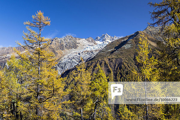 Glacier du Tour im Mont-Blanc-Massiv mit herbstlichem Lärchenwald  Chamonix-Mont-Blanc  Rhône-Alpes  Frankreich  Europa