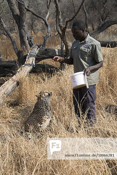 Cheetah (Acinonyx jubatus) being fed  captive  Khomas Region  Namibia  Africa