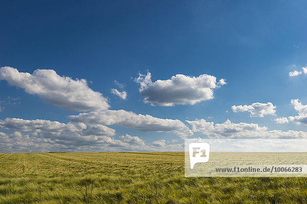 Gerste (Hordeum vulgare)  Getreidefeld unter blauem Sommerhimmel mit weißen Wolken