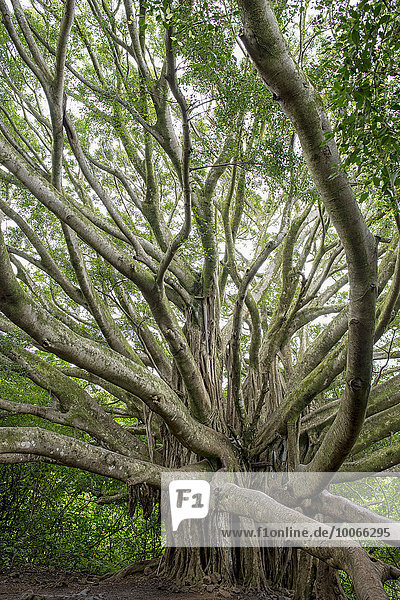 Banyan-Feige  Banyanbaum (Ficus benghalensis)  Seven Pools  Ohe o Gulch  Maui  Hawaii  USA  Nordamerika