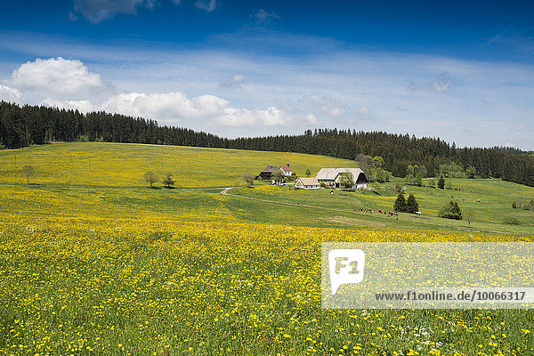 Blühende Wiesen mit Bauernhof  Schwärzenbach  Titisee-Neustadt  Schwarzwald  Baden-Württemberg  Deutschland  Europa