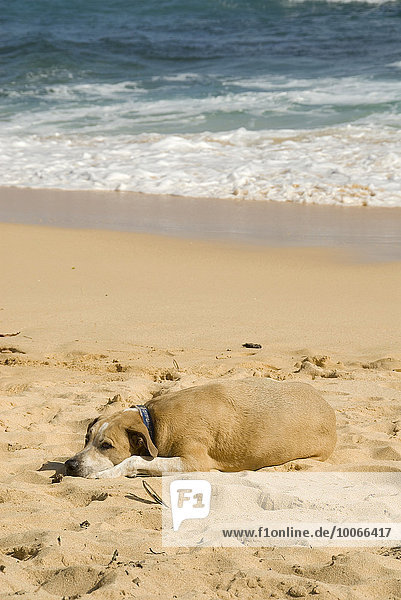 Hund am Strand  Oahu  Hawaii  USA  Nordamerika