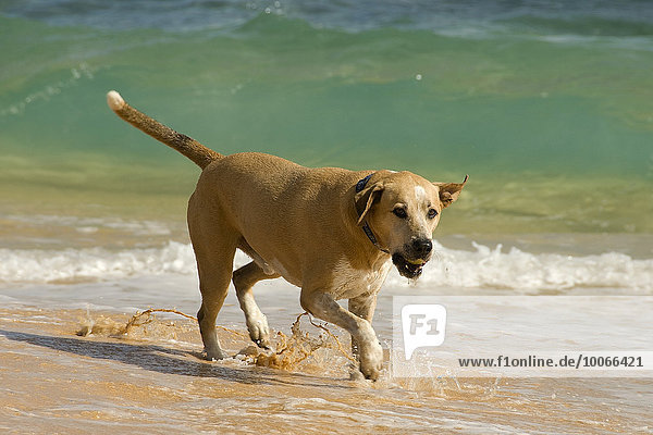 Hund am Strand  Oahu  Hawaii  USA  Nordamerika