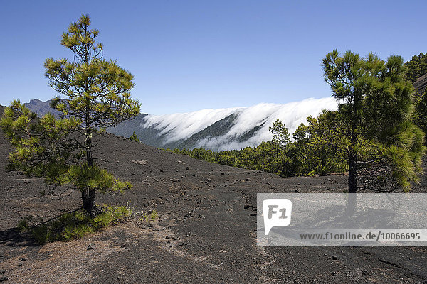 Canary Pines (Pinus canariensis) in the Parque Natural de Cumbre Vieja  a waterfall of clouds above the Cumbre Nueva behind  La Palma  Canary Islands  Spain  Europe