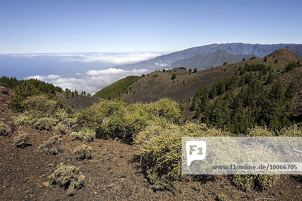 View from Pico Birigoyo onto the volcanic landscape and the pine forest in the Parque Natural de Cumbre Vieja  the Caldera de Taburiente behind  La Palma  Canary Islands  Spain  Europe