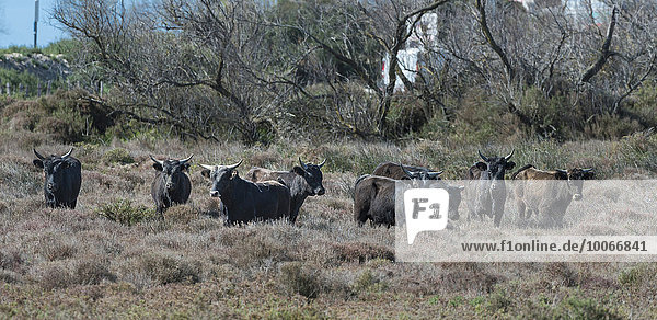 Camargue cattle  free-living herd  Saintes-Maries-de-la-Mer  Provence-Alpes-Côte d'Azur  France  Europe