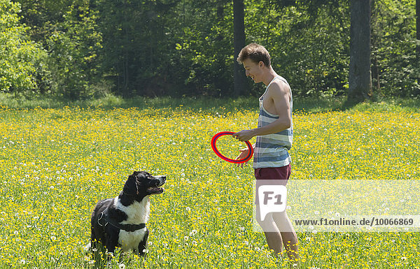 Young man playing frisbee with dog in meadow  Border Collie  Perlacher Forst  Munich  Bavaria  Germany  Europe
