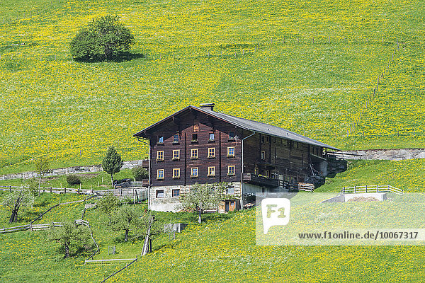Bauernhaus und Frühlingswiese  bei Prägraten am Großvenediger  Virgental  Osttirol  Österreich  Europa