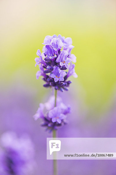 Lavender (Lavandula angustifolia) flower  Sweden  Europe