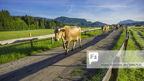 Cows are driven from the stable to the pasture in the morning  Loretto meadows  near Oberstdorf  Allgäu  Bavaria  Germany  Europe