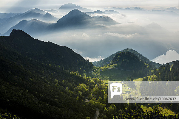 Bergwald mit Bayerischen Alpen früh am Morgen  Herzogstand  Walchensee  Oberbayern  Bayern  Deutschland  Europa