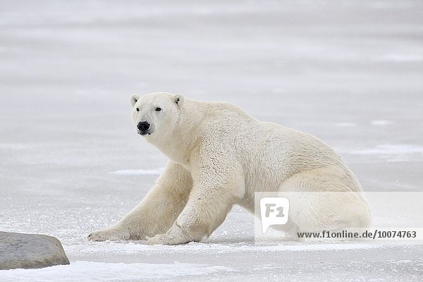 Eisbär Ursus maritimus aufwärts Eis Kanada Manitoba
