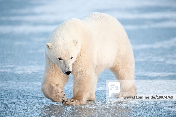 Eisbär Ursus maritimus sehen gehen Eis blau Blick in die Kamera jung Kanada Manitoba