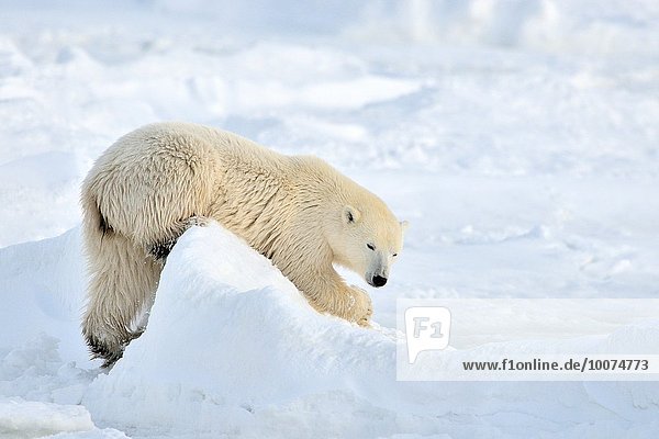 Eisbär Ursus maritimus Eis Gegenstand Eisscholle Kanada Hudson Bay Manitoba spielen Schnee