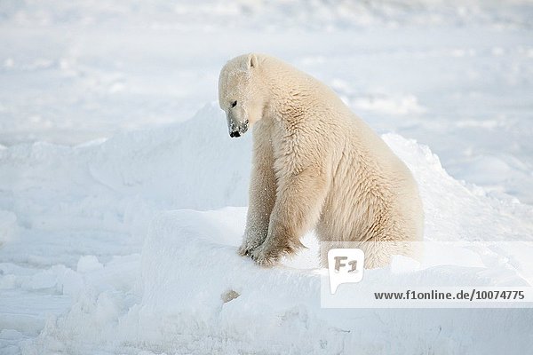 Eisbär Ursus maritimus Eis Eisscholle Kanada Hudson Bay Manitoba spielen Schnee