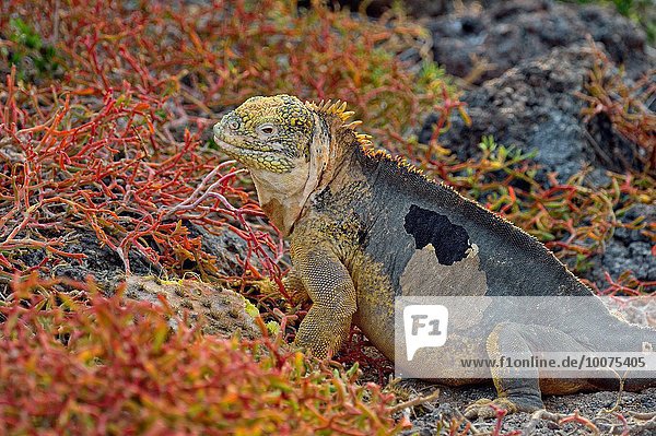 Landschaft essen essend isst Galapagosinseln Kaktus Ecuador Leguan South Plaza Island