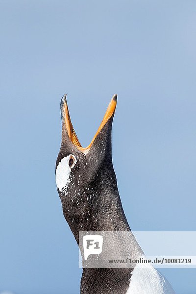 Insel Eselspinguin Pygoscelis papua Falklandinseln Langschwanzpinguin Januar Pinguin Südamerika