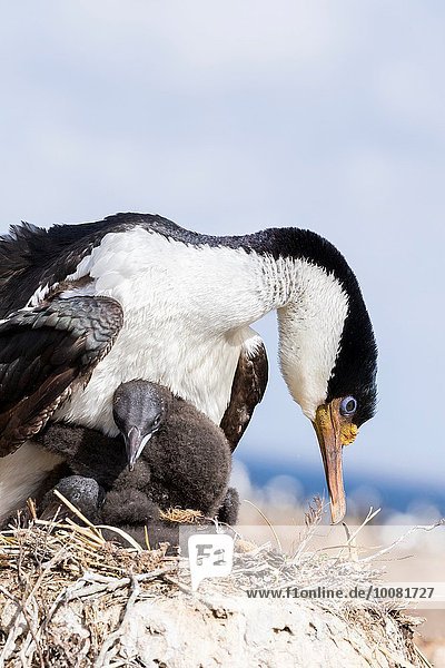 sehen groß großes großer große großen blau König - Monarchie Jungvogel sprechen Tierkolonie Kolonie Erwachsener Kormoran Falklandinseln Januar Südamerika