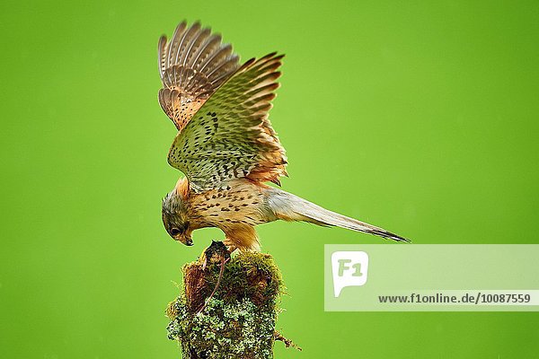 Turmfalke Falco tinnunculus Großbritannien England Worcestershire