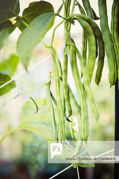Kaffeebohne grün Wachstum Close-up Kletterpflanze Bohne