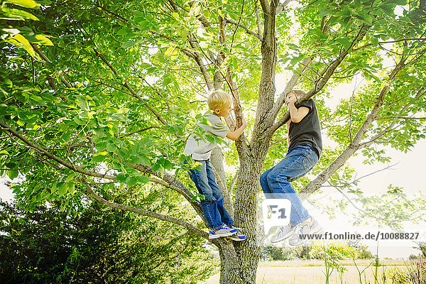 niedrig Europäer Junge - Person Baum Ansicht Flachwinkelansicht Winkel klettern