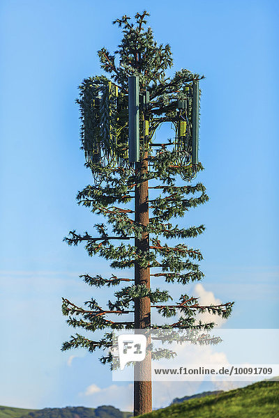 Cell tower disguised as tree under blue sky