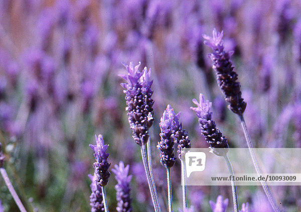 Lavendel (Lavandula angustifolia)