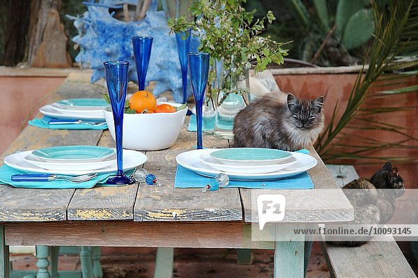Gedeckter Tisch mit zwei Katzen