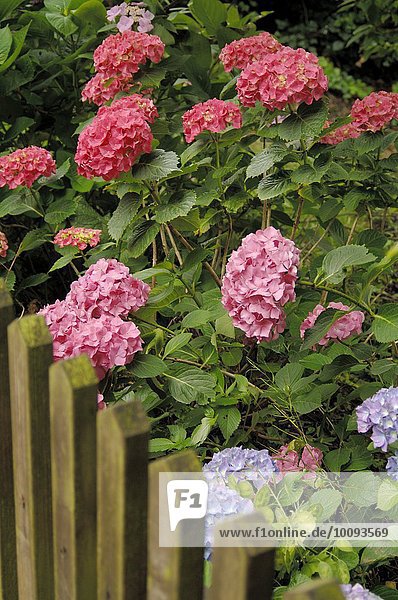 Gartenhortensie