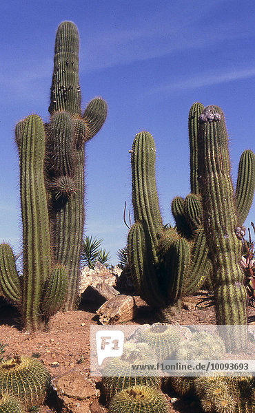 Säulenkakteen im mediterranen Garten