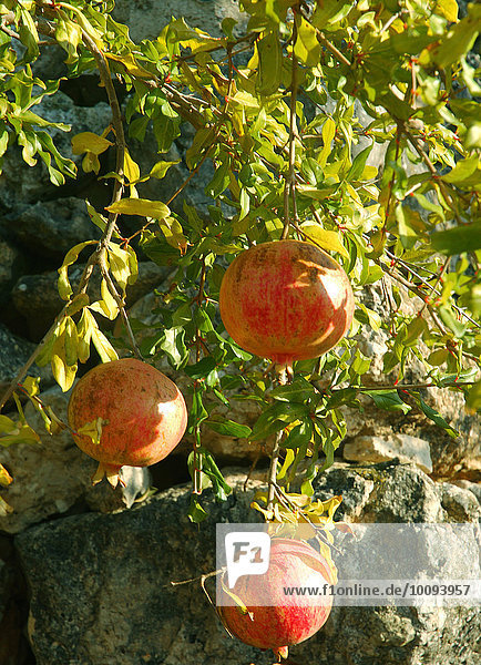Granatapfelbaum