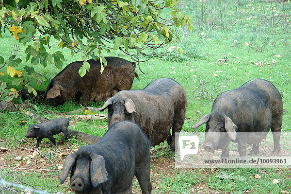 Schwarze Schweine