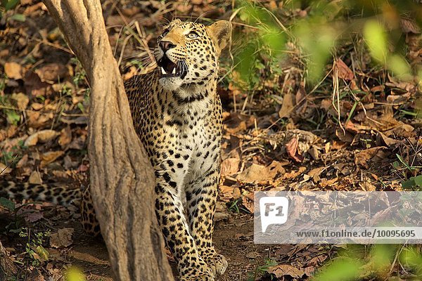 Leopard - Panrthera pardus  Satpura-Nationalpark  Madhya Pradesh Indien