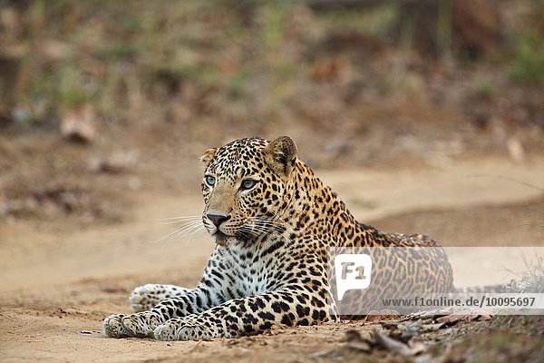 Leopard - Panrthera pardus  Dieses ist dadurch ungewöhnlich  dass er blaue Augen hat  eher als das üblichere Gelb  Satpura Nationalpark  Madhya Pradesh Indien