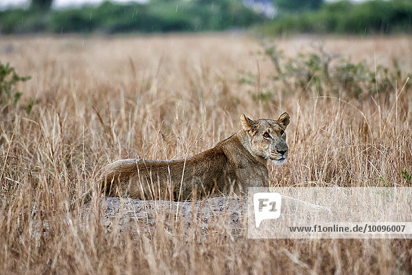 Löwin,  Panthera leo,  Queen-Elizabeth-Nationalpark,  Uganda,  Afrika