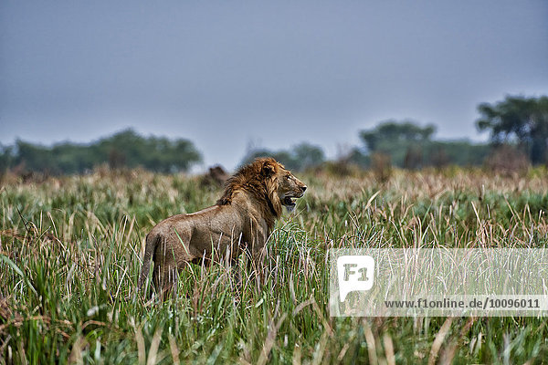 Löwe,  Panthera leo,  Queen-Elizabeth-Nationalpark,  Uganda,  Afrika