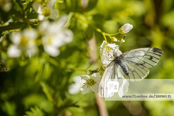 Grün geäderter weißer Schmetterling (Pieris Napi) auf Pflanze,  Nahaufnahme