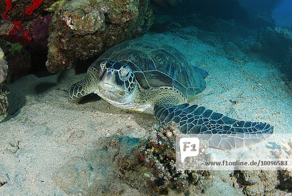 Grüne Meeresschildkröte (Chelonia mydas) schlafend neben einem Korallenriff  Rotes Meer  Marsa Alam  Abu Dabab  Ägypten  Afrika