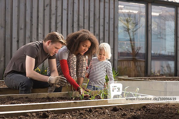 Boy and parents tending plants in raised bed