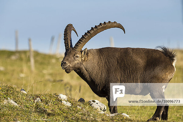 Steinbock (Capra ibex) am Creux du Van  Montalchez  Neuenburg  Schweiz  Europa