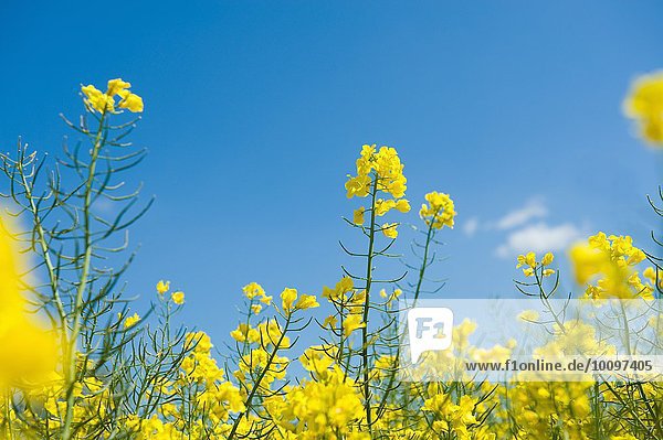 Detail der gelben Rapspflanzen und des blauen Himmels