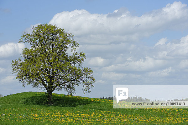 Freistehender Baum  bei Münsing  Oberbayern  Bayern  Deutschland  Europa