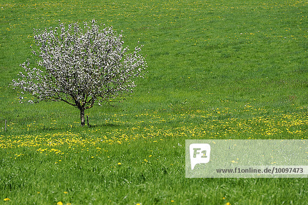 Einzelner blühender Obstbaum auf Löwenzahnwiese  Holzhausen am Starnberger See  Oberbayern  Bayern  Deutschland  Europa