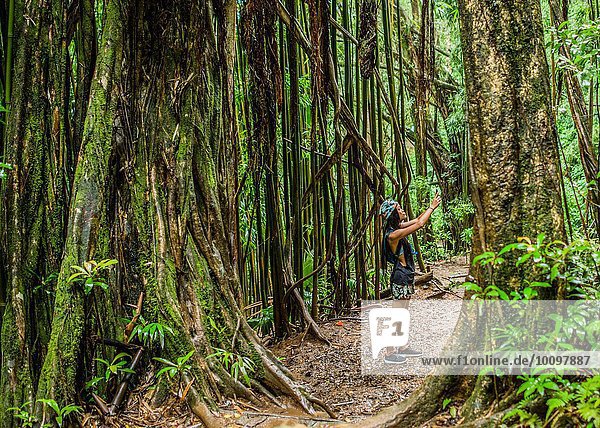 Young female tourist photographing on smartphone in jungle  Manoa Falls  Oahu  Hawaii  USA